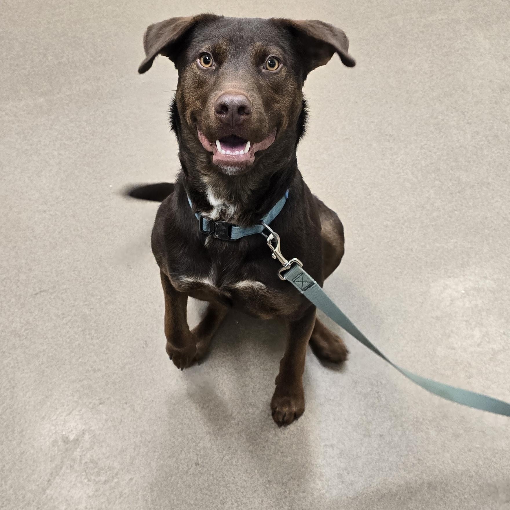 Enlarge Brownie, a Adoptable mixed breed in Gunnison, CO image 2/6