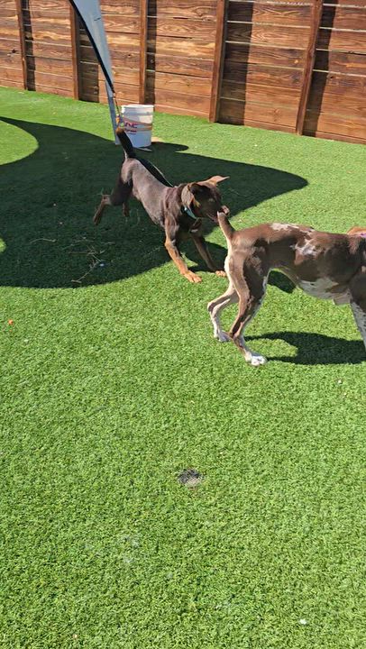 Enlarge Brownie, a Adoptable mixed breed in Gunnison, CO video 6/6