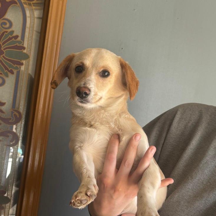 Randy, Adoptable, Puppy Male Mixed Breed.