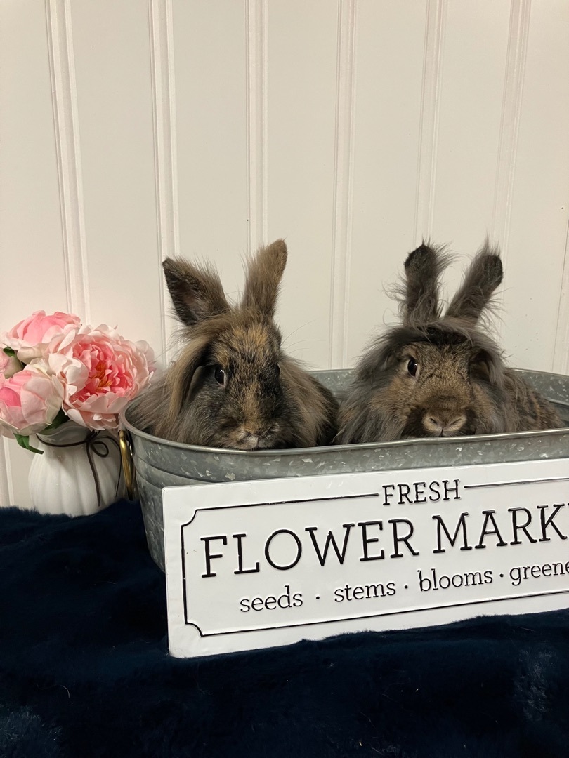 Stella And Liberty, Young Female Lionhead