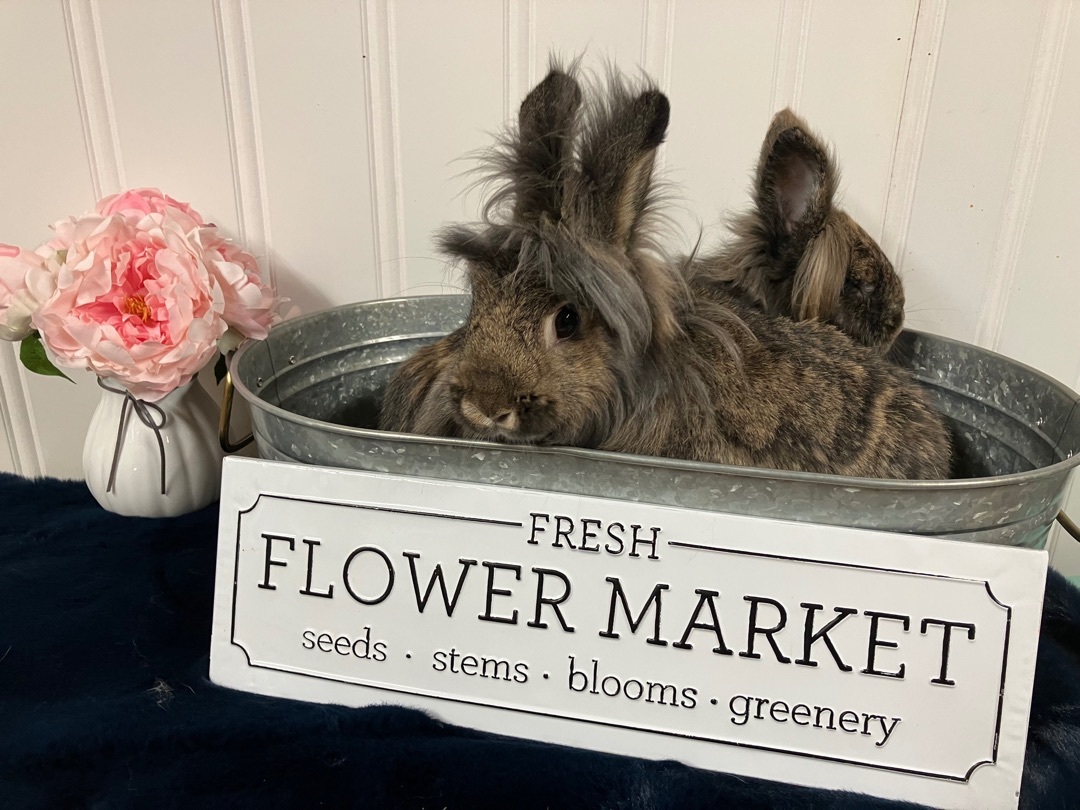 Enlarge Stella And Liberty, a Adoptable Lionhead in Columbia, SC image 2/2