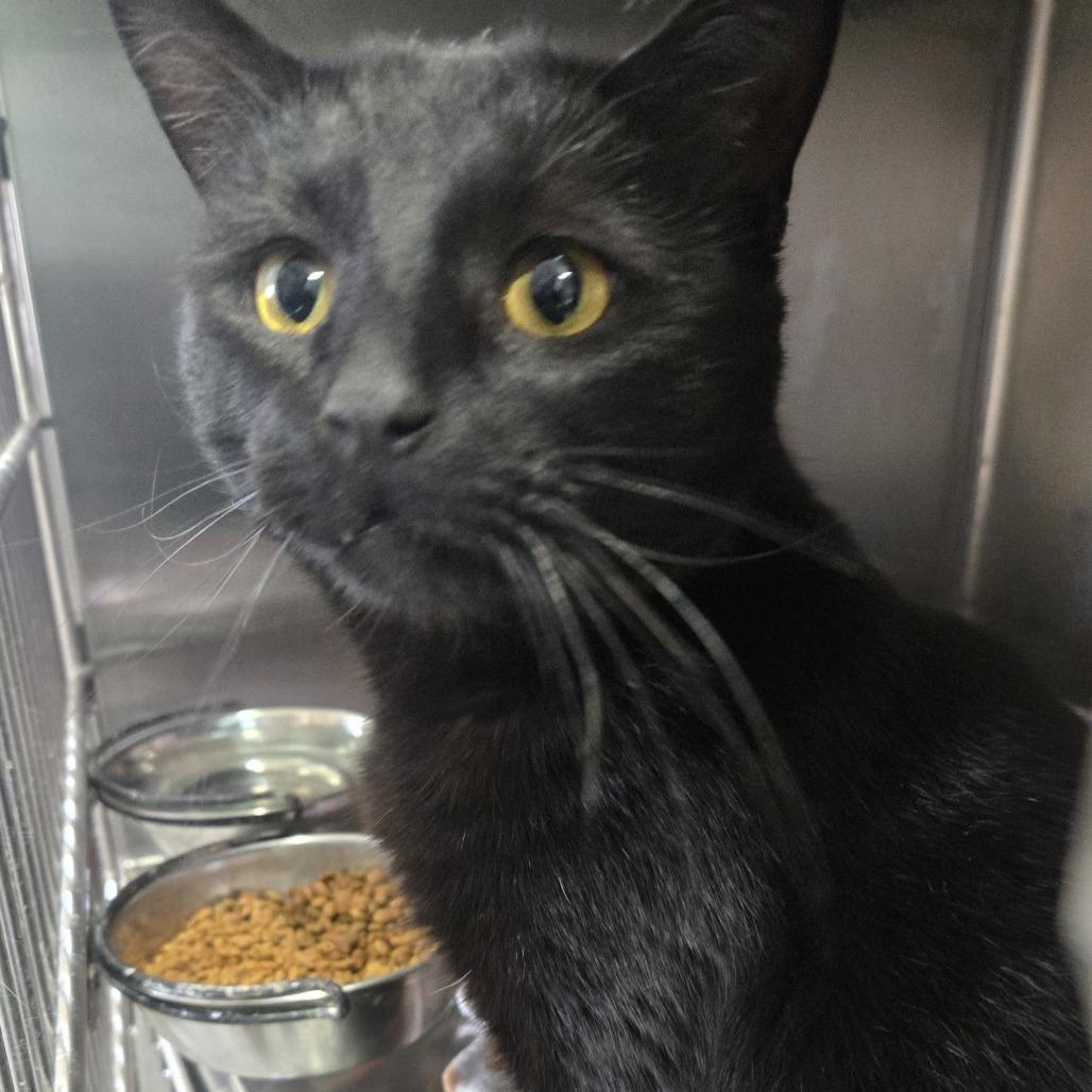 Valkyrie 26-041, Adoptable, Adult Male Domestic Short Hair.