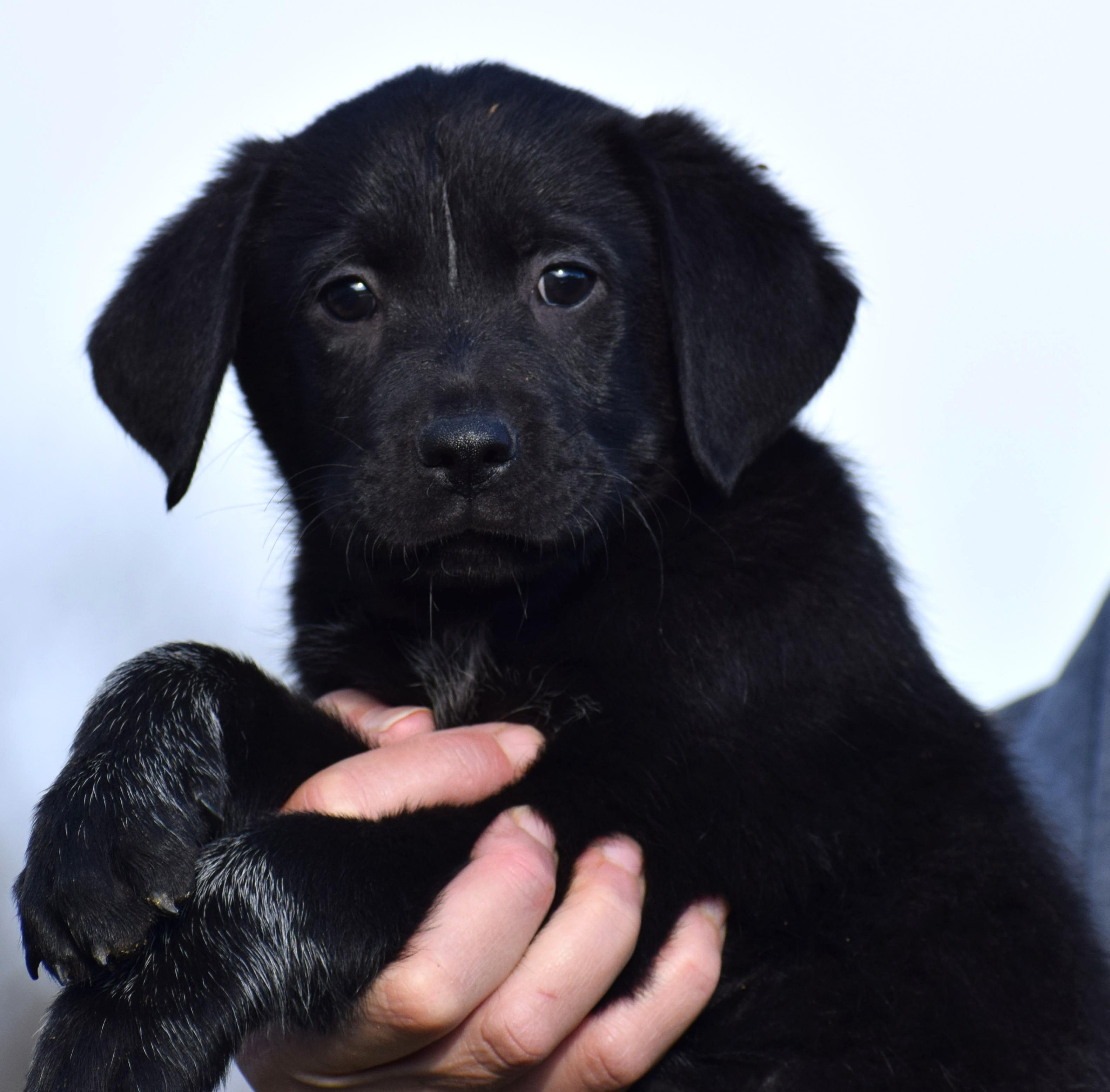 Enlarge O'Reilly-Available! www.lhar.dog to apply! , an adoptable mixed breed in Frederick, MD image 6/6