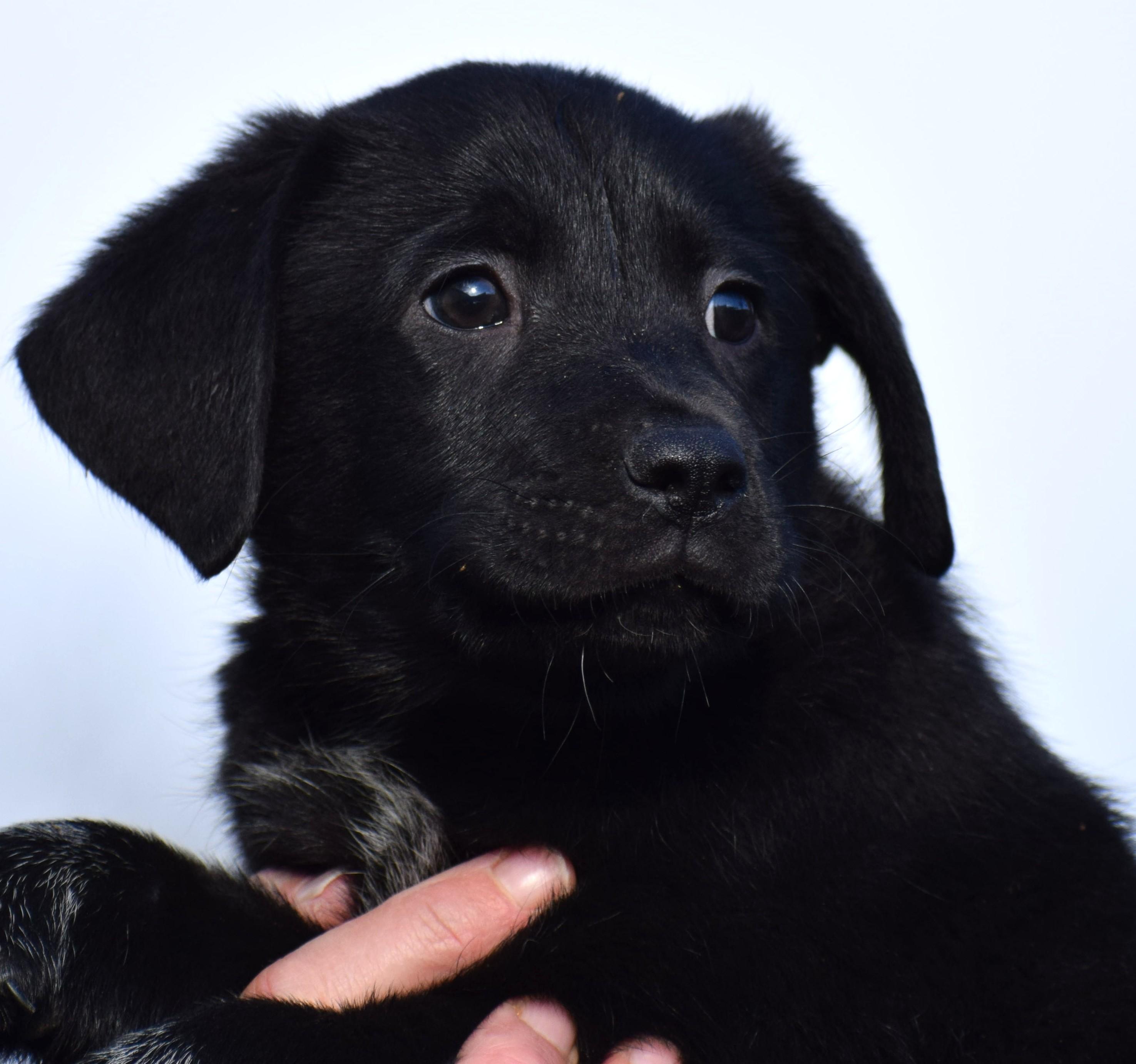 Enlarge O'Reilly-Available! www.lhar.dog to apply! , an adoptable mixed breed in Frederick, MD image 1/6