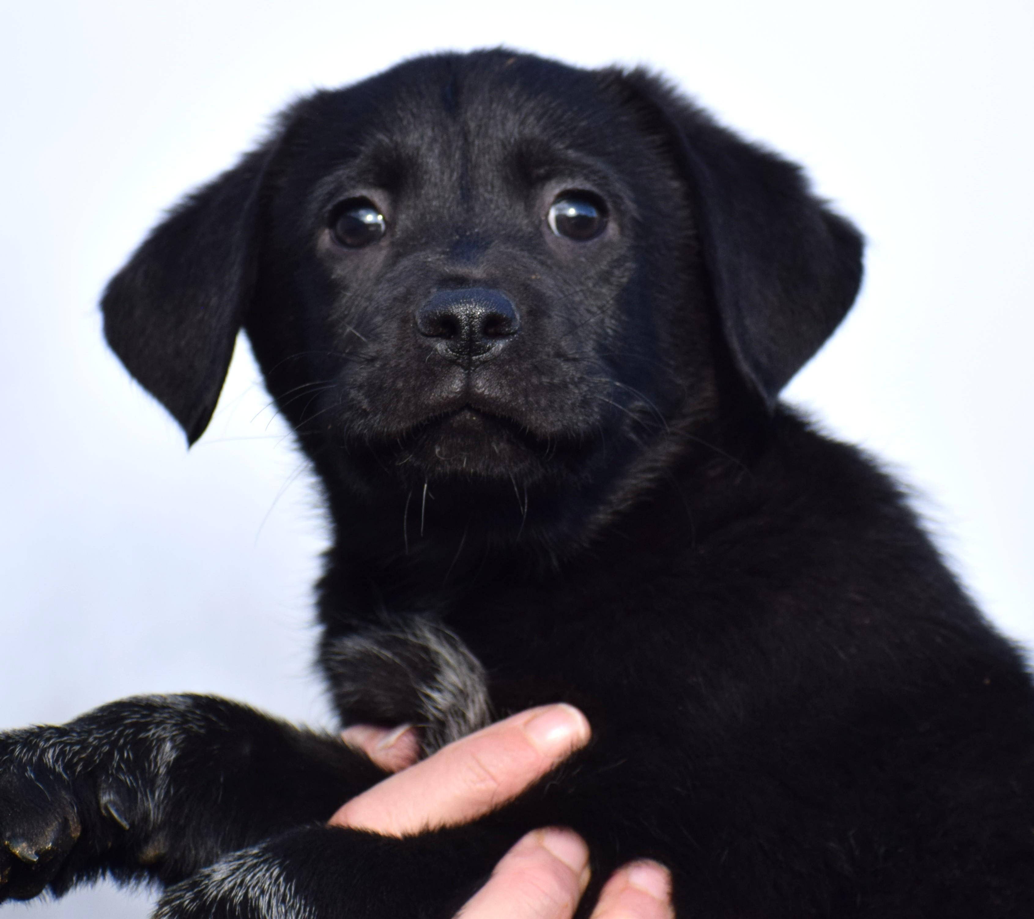 Enlarge O'Reilly-Available! www.lhar.dog to apply! , an adoptable mixed breed in Frederick, MD image 3/6