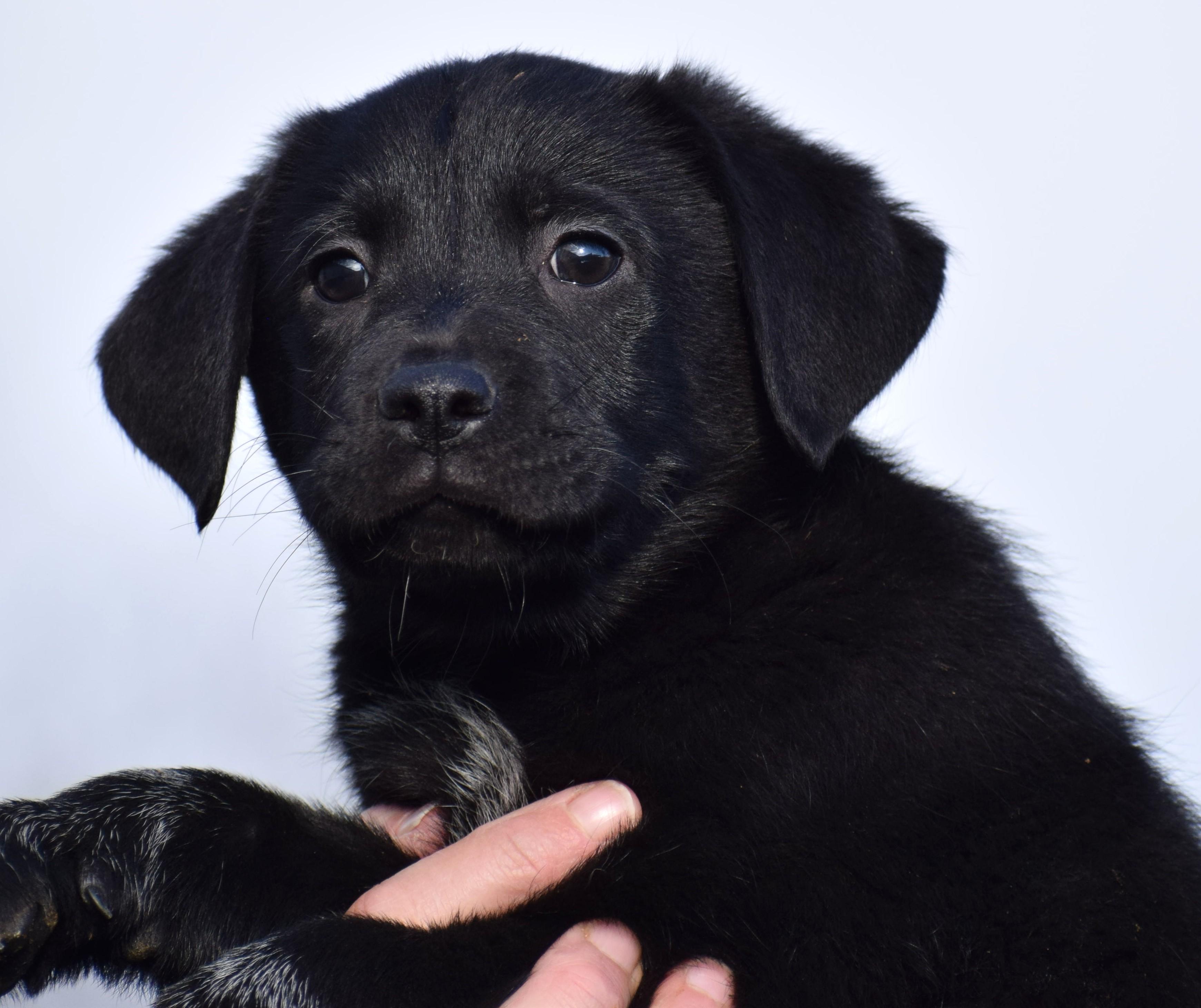 Enlarge O'Reilly-Available! www.lhar.dog to apply! , an adoptable mixed breed in Frederick, MD image 2/6