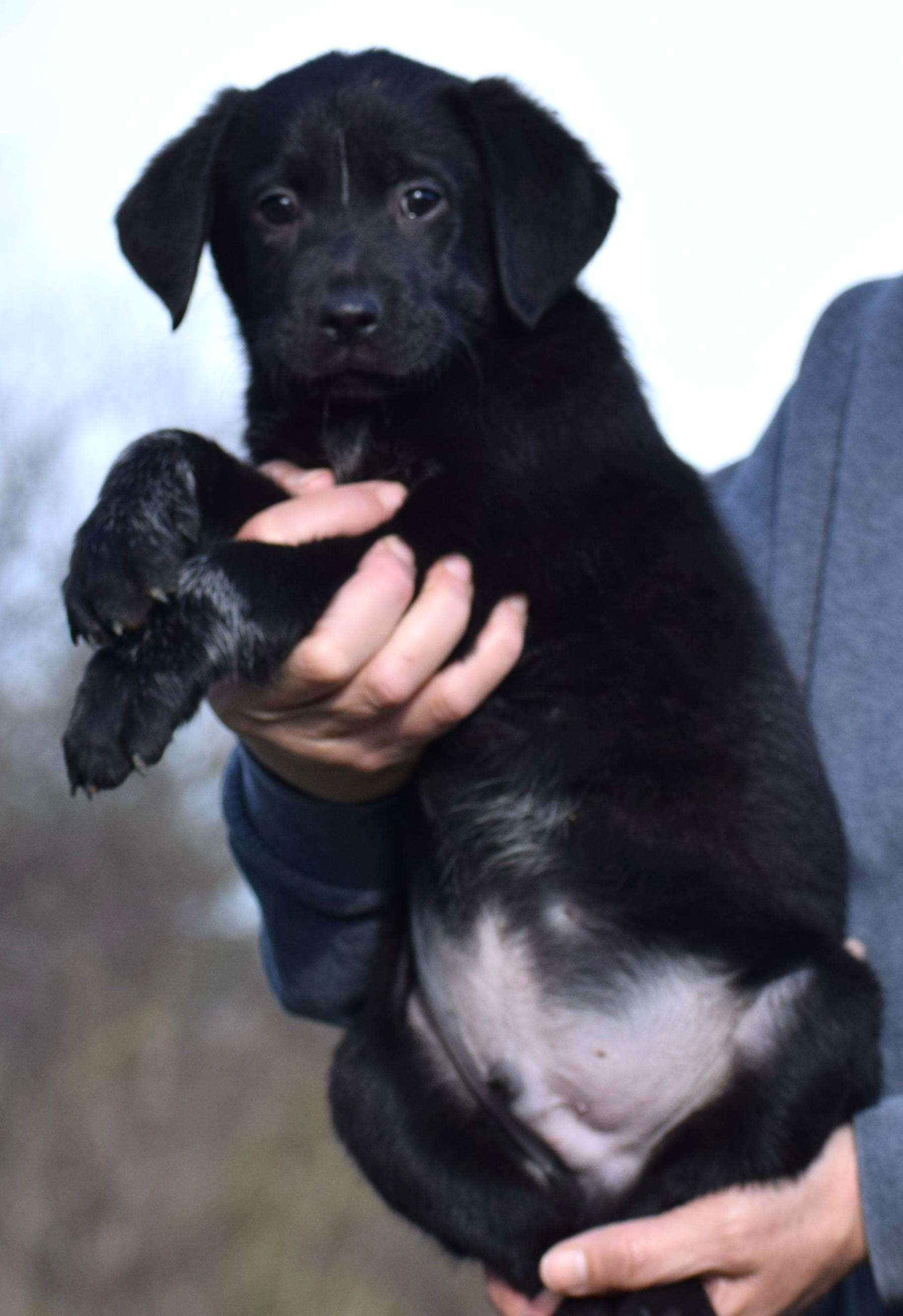 Enlarge O'Reilly-Available! www.lhar.dog to apply! , an adoptable mixed breed in Frederick, MD image 5/6