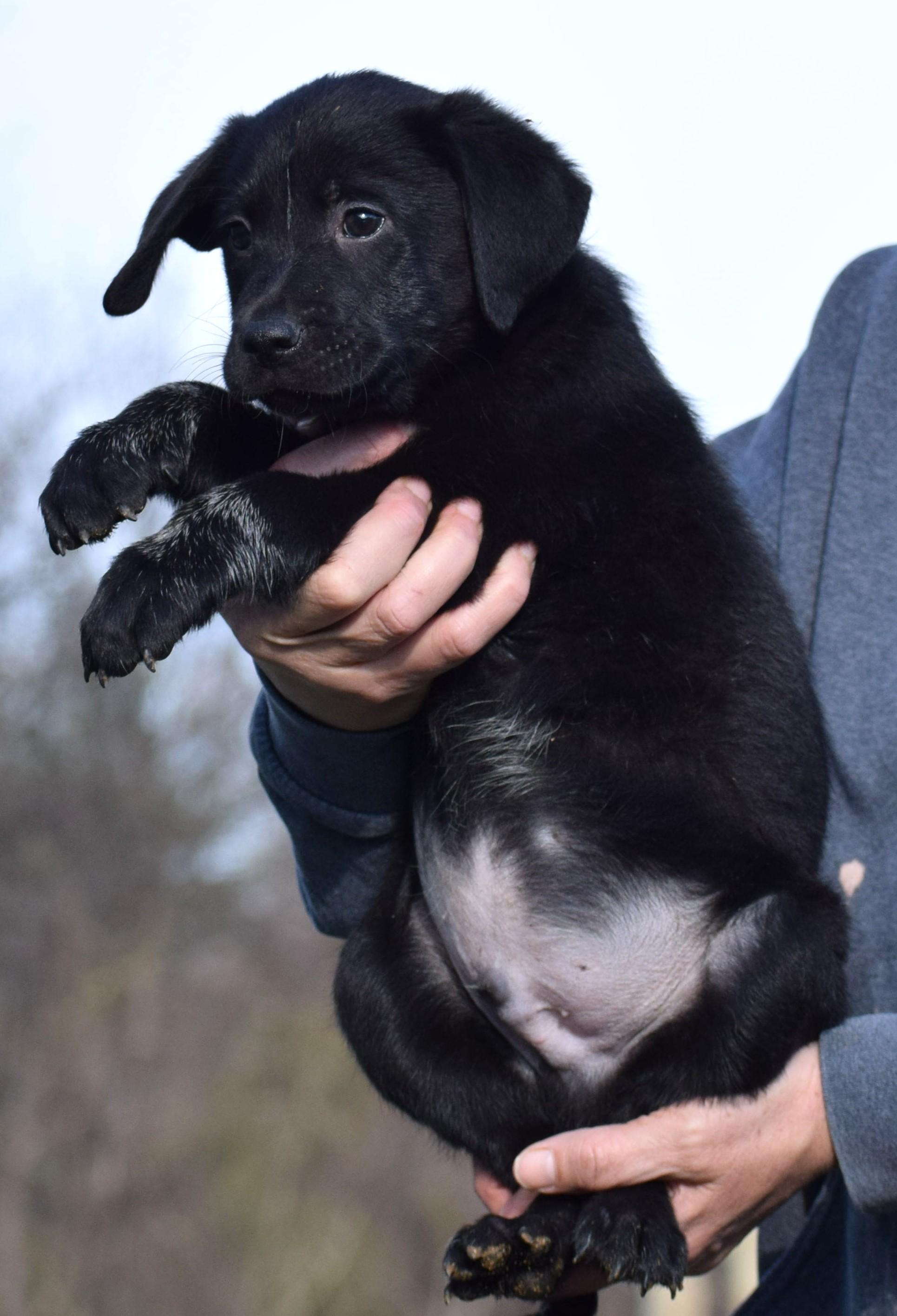 Enlarge O'Reilly-Available! www.lhar.dog to apply! , an adoptable mixed breed in Frederick, MD image 4/6