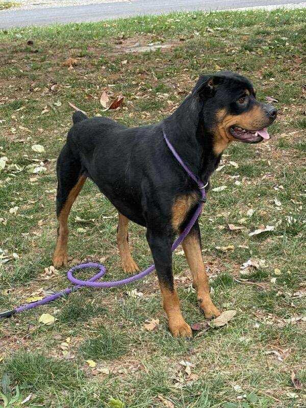 Enlarge ROCKY, a Adoptable Rottweiler in Oswego, IL image 1/3