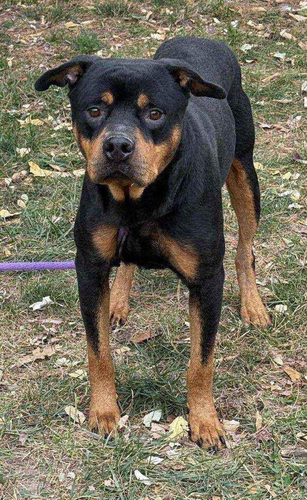Enlarge ROCKY, a Adoptable Rottweiler in Oswego, IL image 2/3
