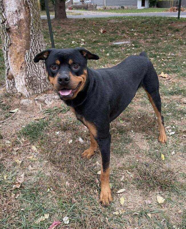 Enlarge ROCKY, a Adoptable Rottweiler in Oswego, IL image 3/3