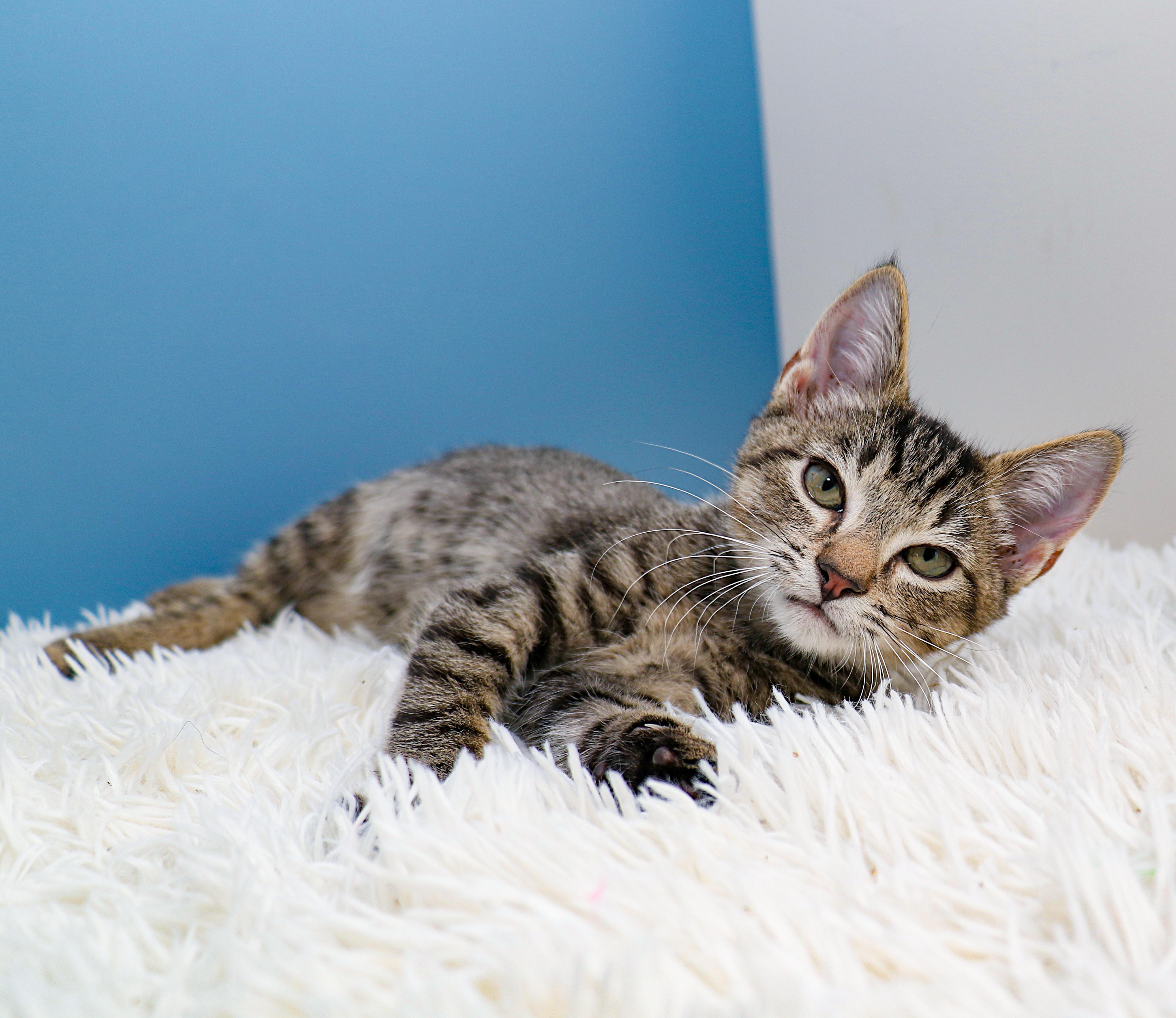 Enlarge Rain, a Adoptable Domestic Short Hair in Charlotte, NC image 3/6