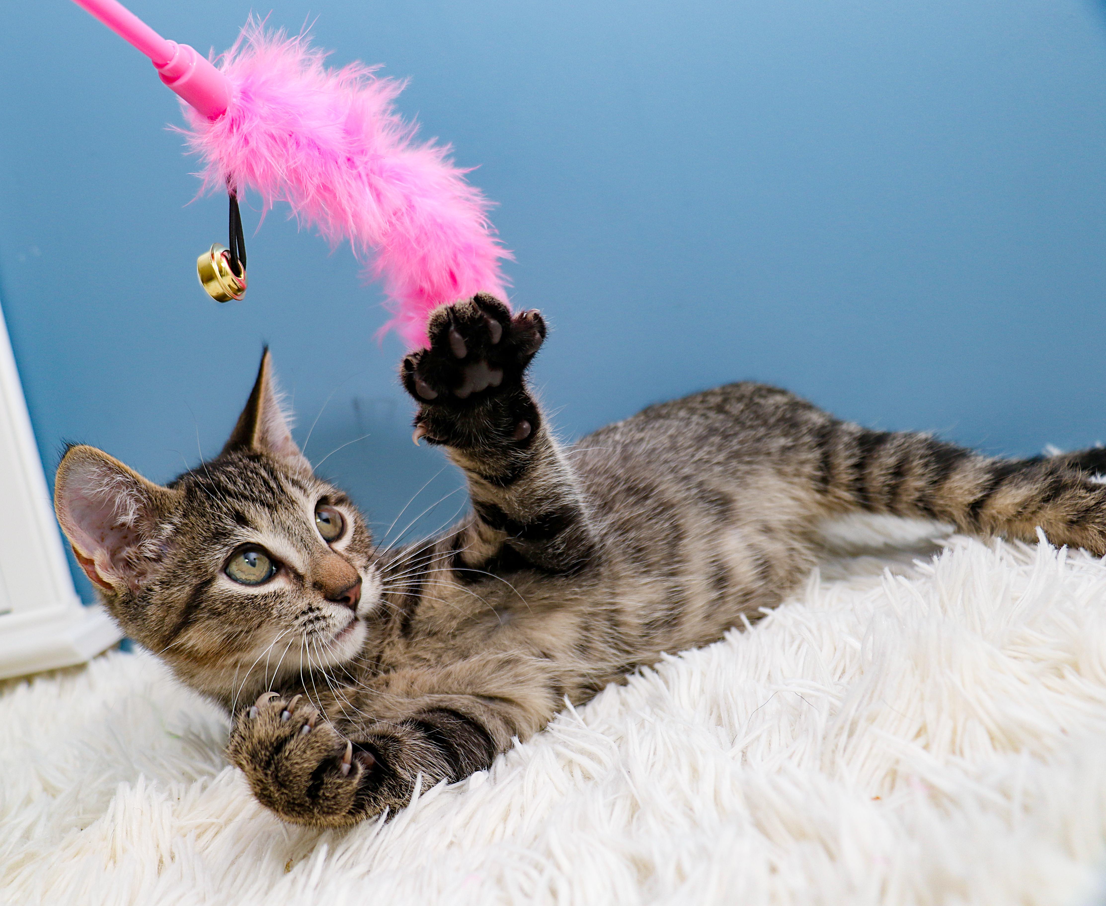 Enlarge Rain, a Adoptable Domestic Short Hair in Charlotte, NC image 4/6