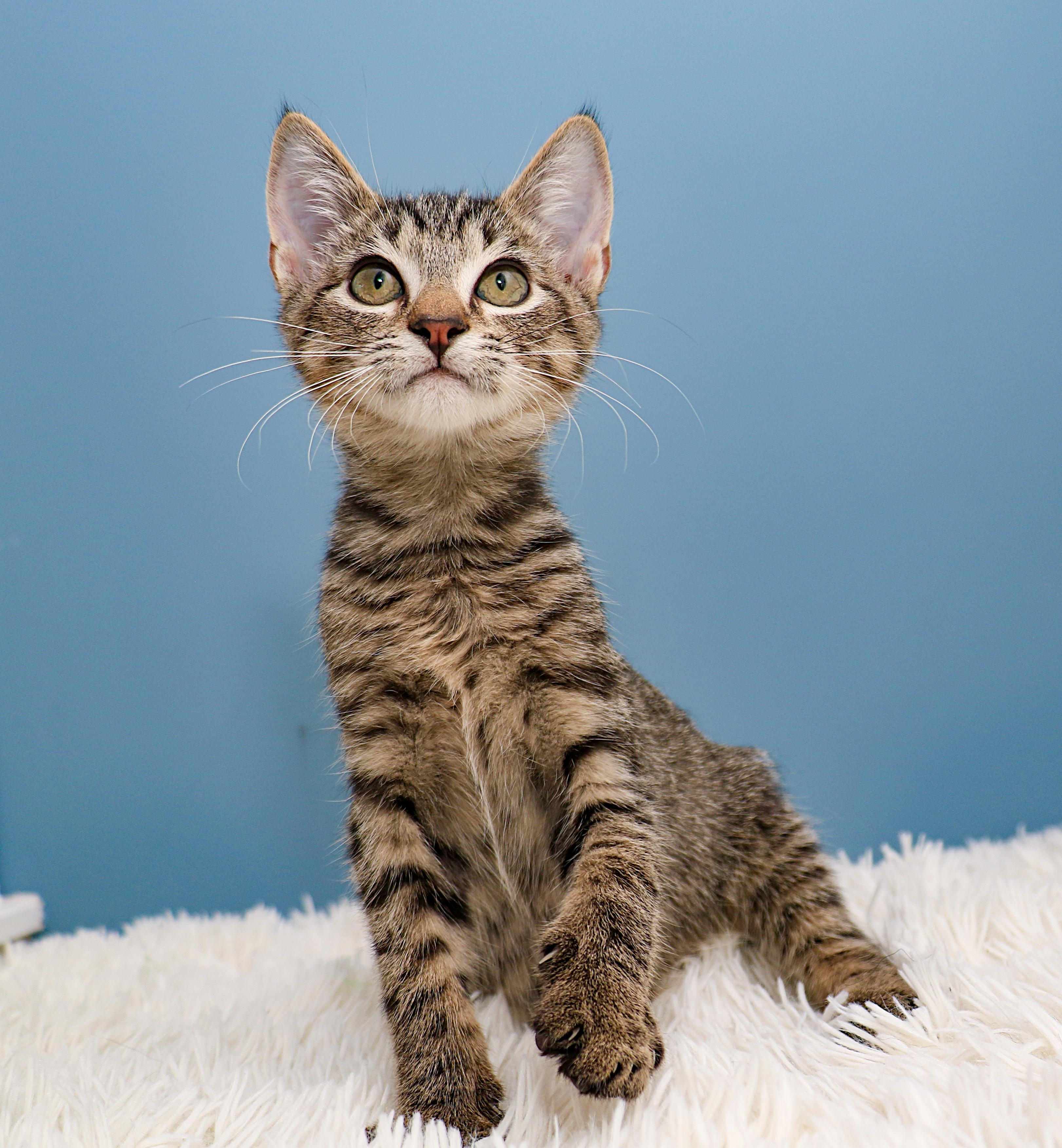 Rain, Adoptable, Kitten Female Domestic Short Hair.