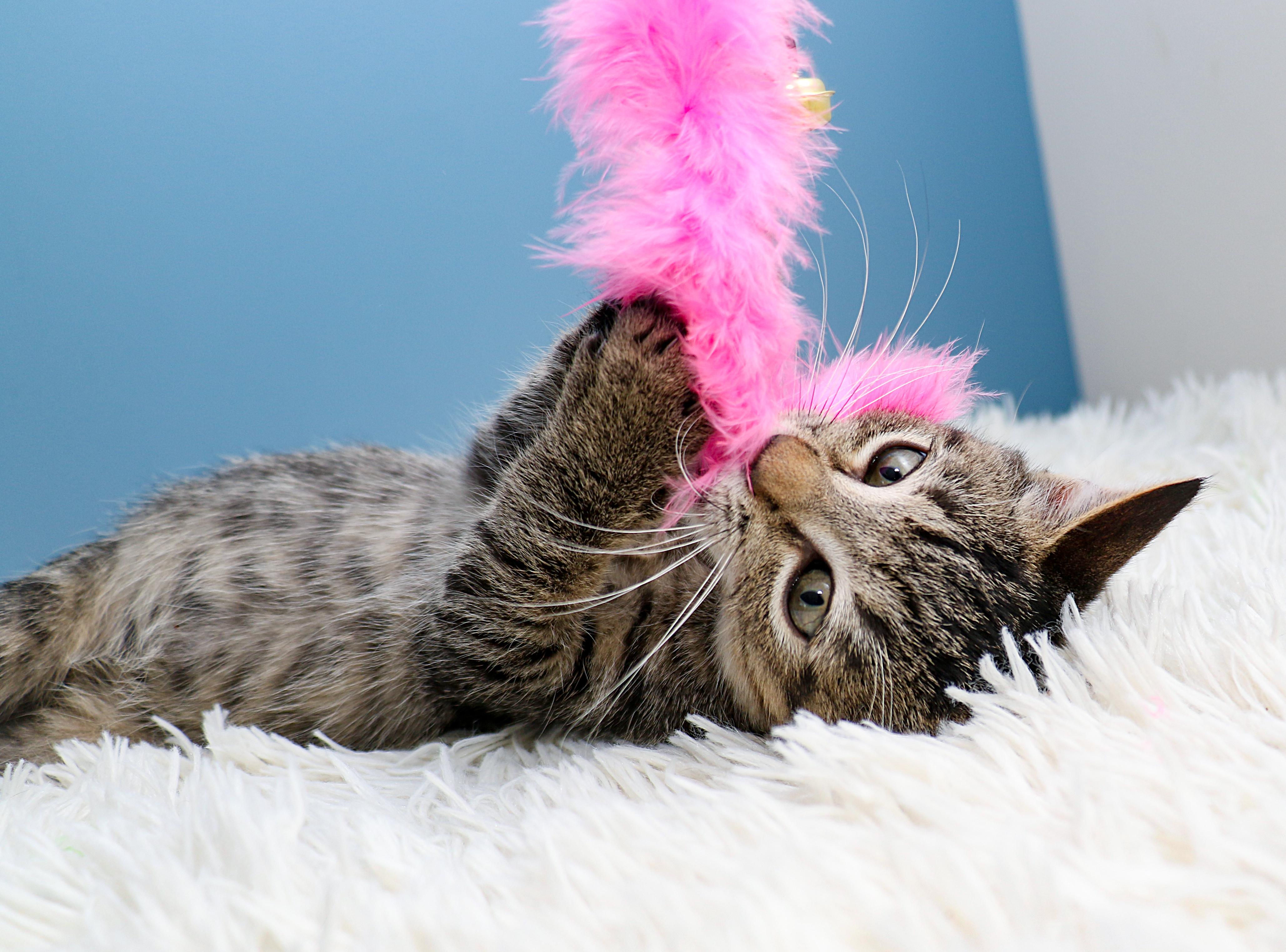 Enlarge Rain, a Adoptable Domestic Short Hair in Charlotte, NC image 2/6