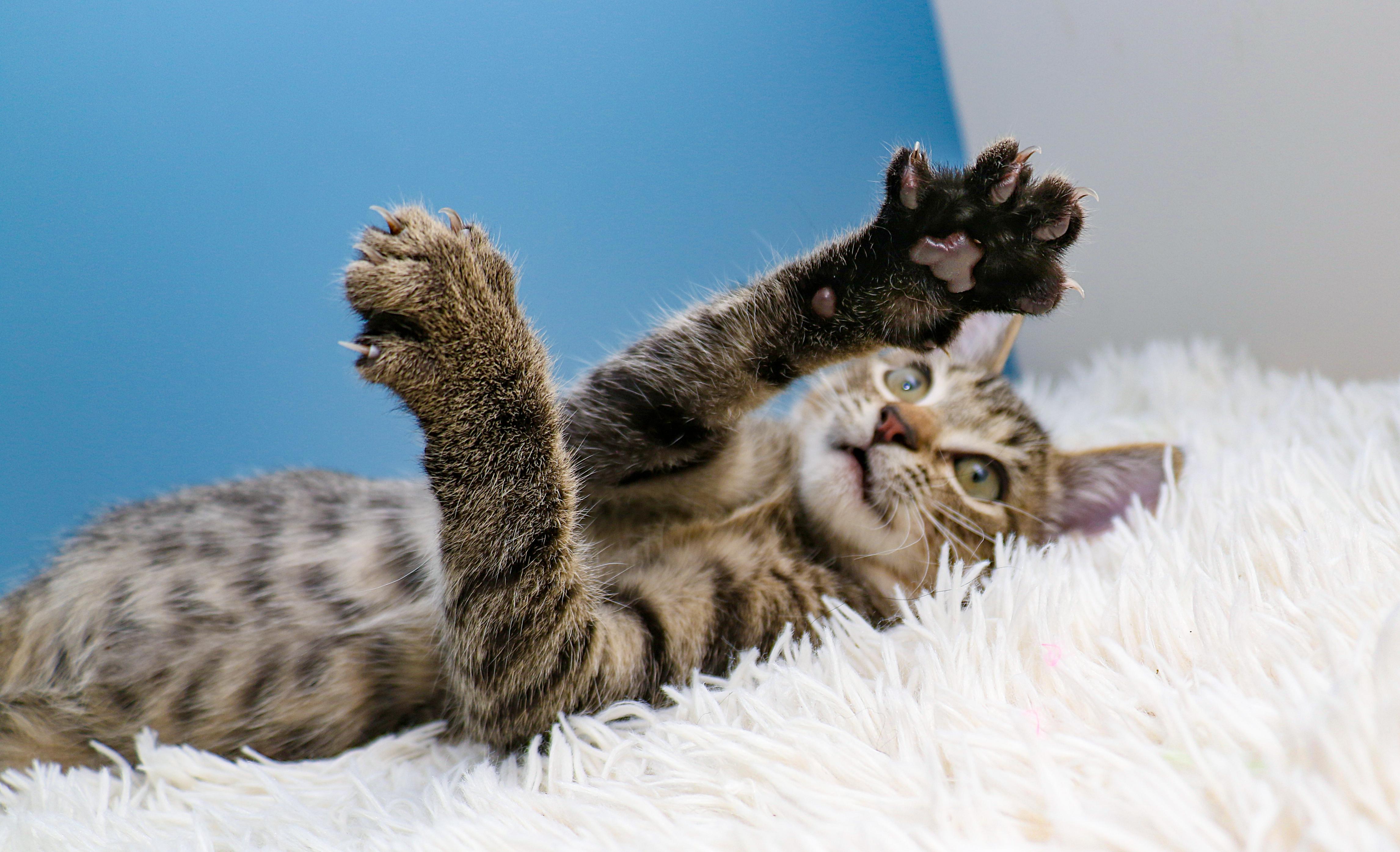 Enlarge Rain, a Adoptable Domestic Short Hair in Charlotte, NC image 6/6