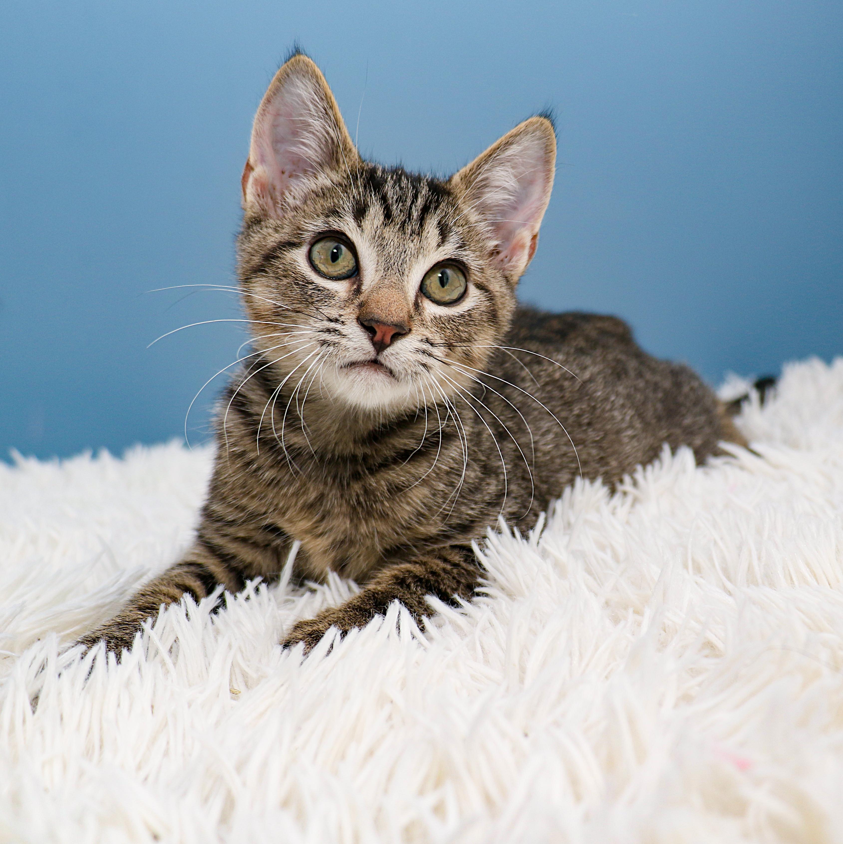 Enlarge Rain, a Adoptable Domestic Short Hair in Charlotte, NC image 5/6