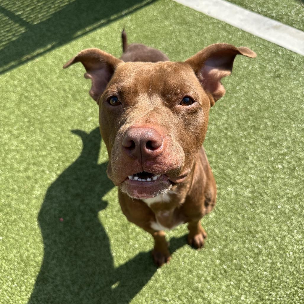 Bubblegum, a Adoptable Mixed Breed in Cape Girardeau, MO image 1/2
