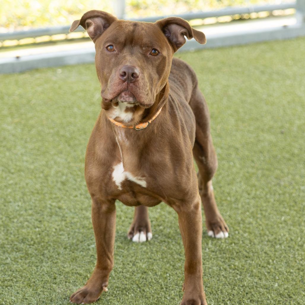 Bubblegum, a Adoptable Mixed Breed in Cape Girardeau, MO image 2/2