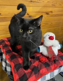 Rowdy, Adoptable, Kitten Male Domestic Short Hair.