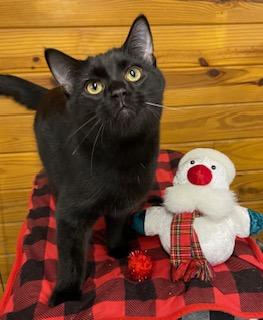 Rowdy, a Adoptable Domestic Short Hair in Cary, NC image 2/3