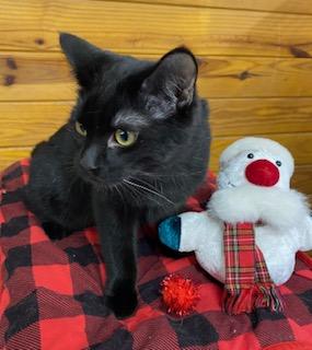 Rowdy, a Adoptable Domestic Short Hair in Cary, NC image 3/3