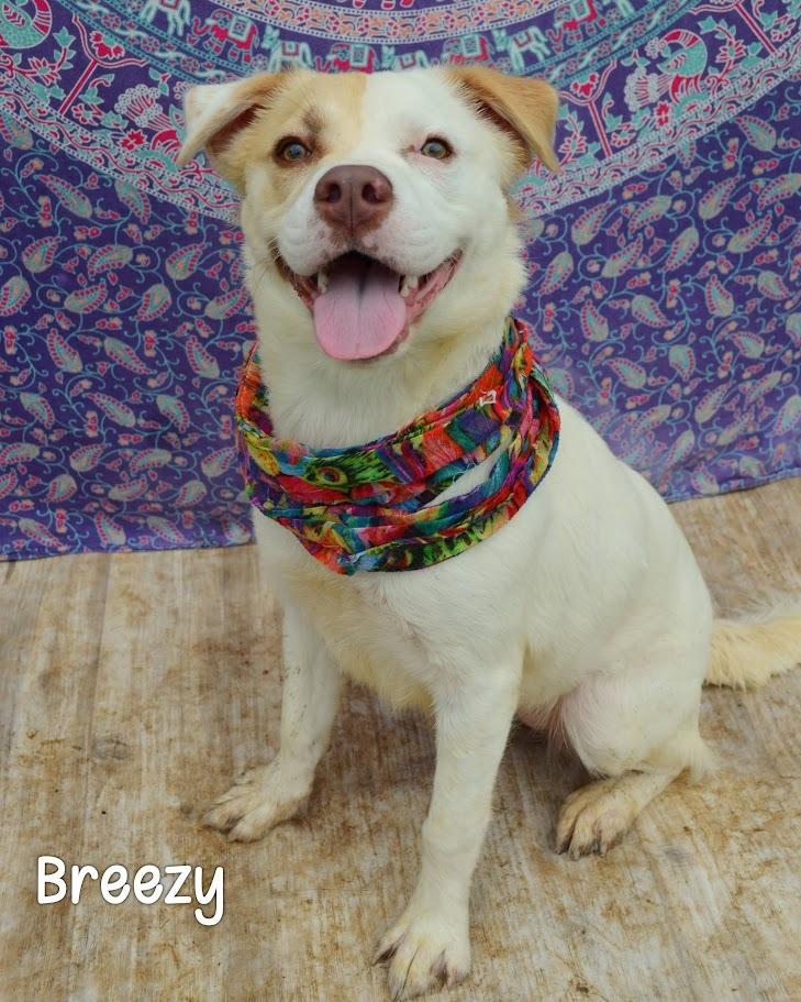 Enlarge Breezy, a Adoptable Yellow Labrador Retriever in Gautier, MS image 1/2