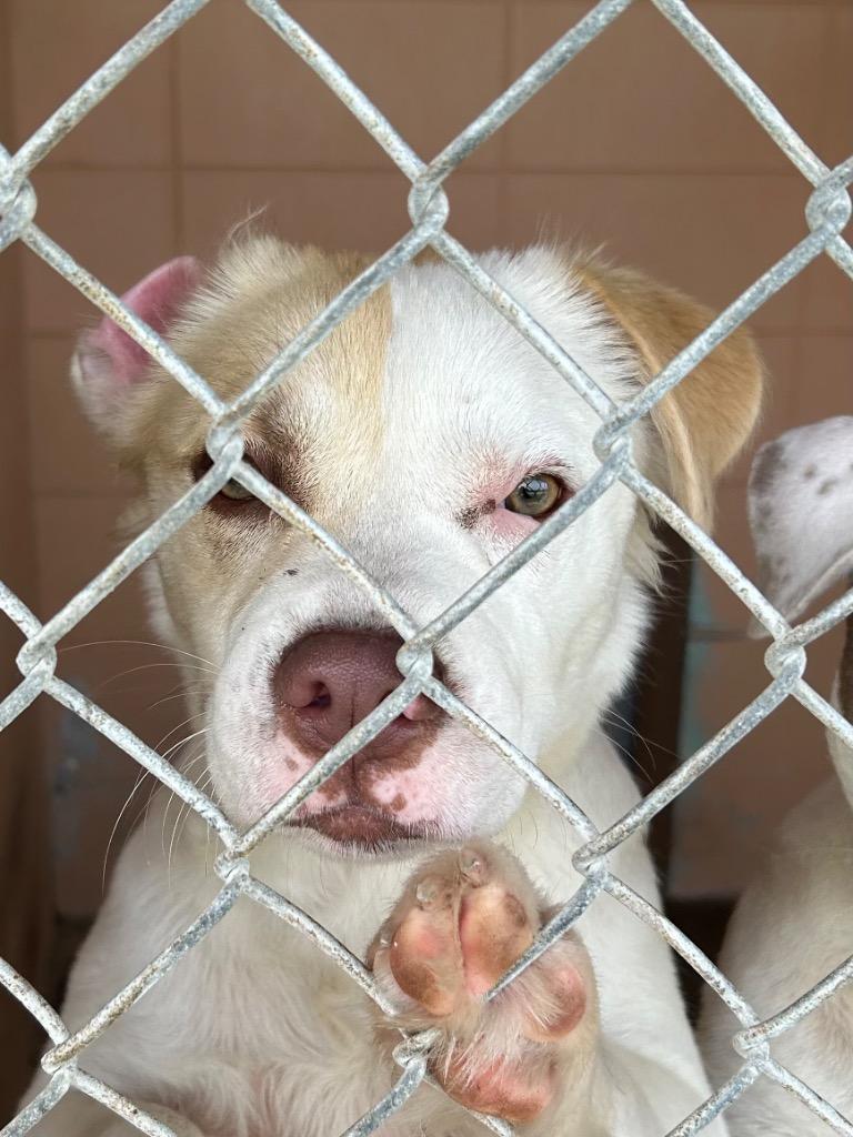 Enlarge Breezy, a Adoptable Yellow Labrador Retriever in Gautier, MS image 2/2