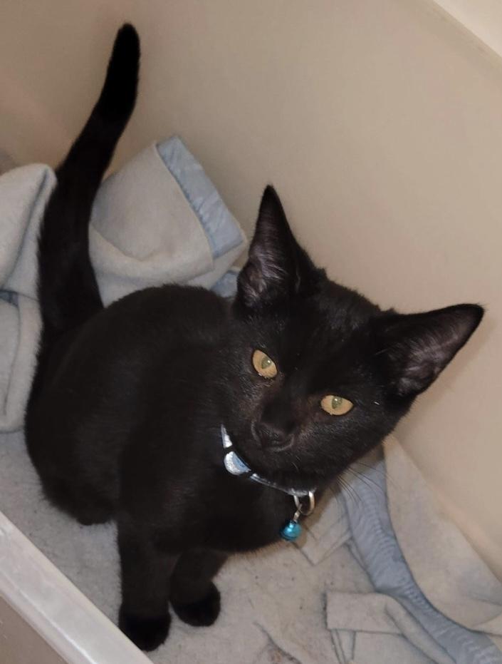 Enlarge Nyx 2, a Adoptable mixed breed in tucson, AZ image 1/6