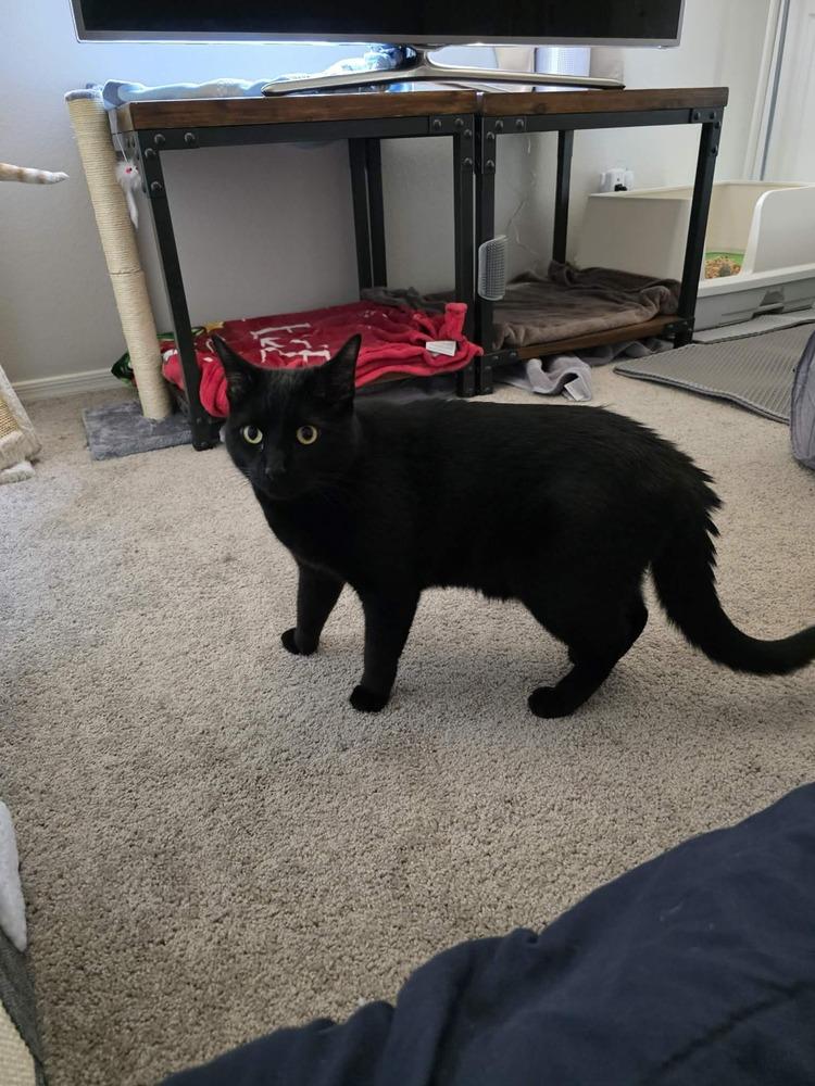 Enlarge Nyx 2, a Adoptable mixed breed in tucson, AZ image 2/6