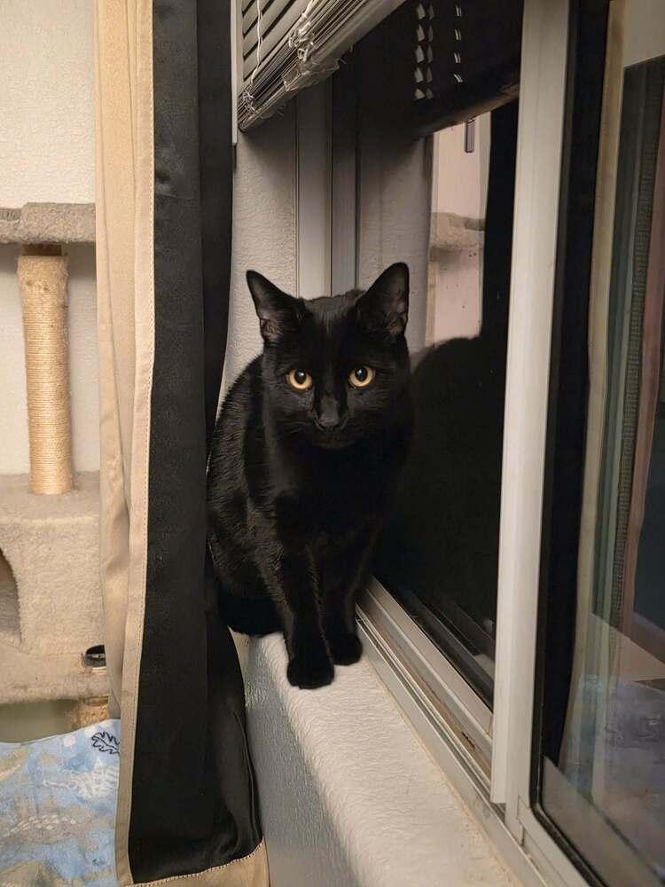 Enlarge Nyx 2, a Adoptable mixed breed in tucson, AZ image 3/6