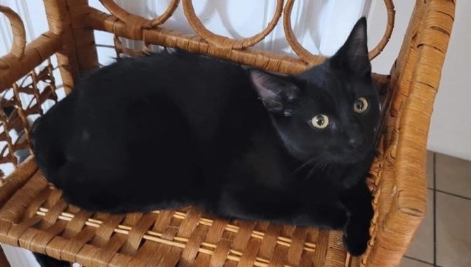 Enlarge Nyx 2, a Adoptable mixed breed in tucson, AZ image 4/6