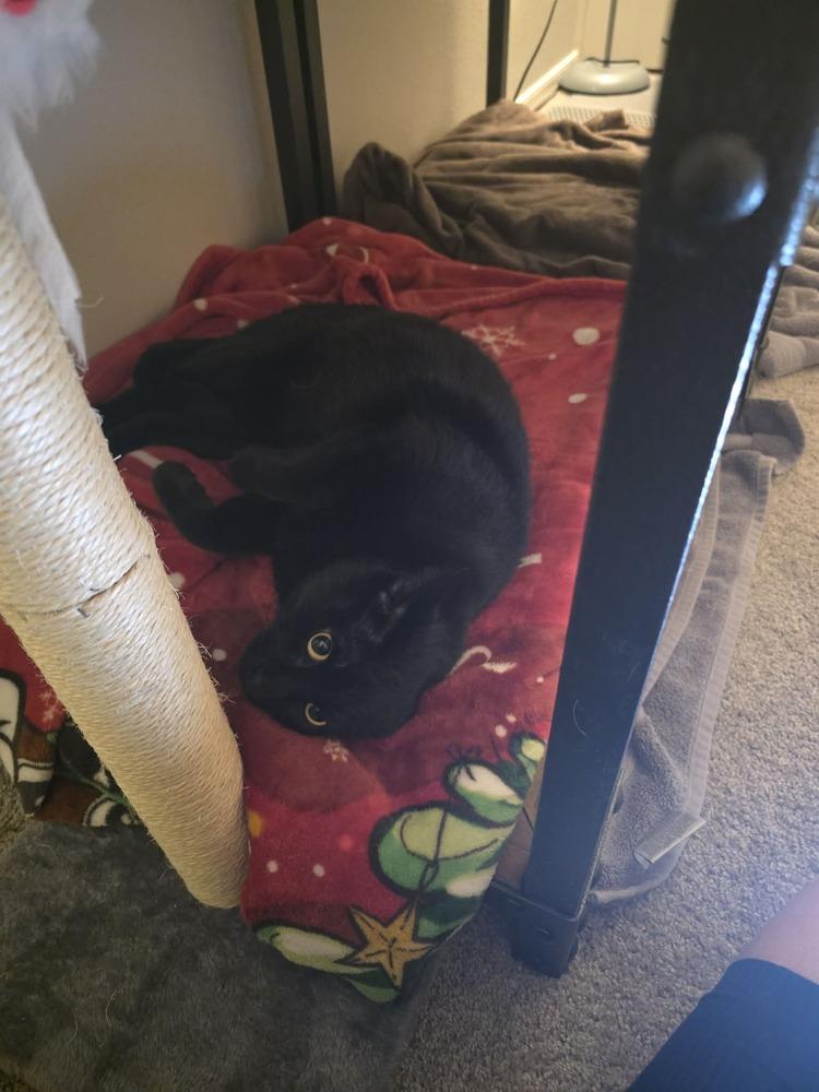 Enlarge Nyx 2, a Adoptable mixed breed in tucson, AZ image 5/6