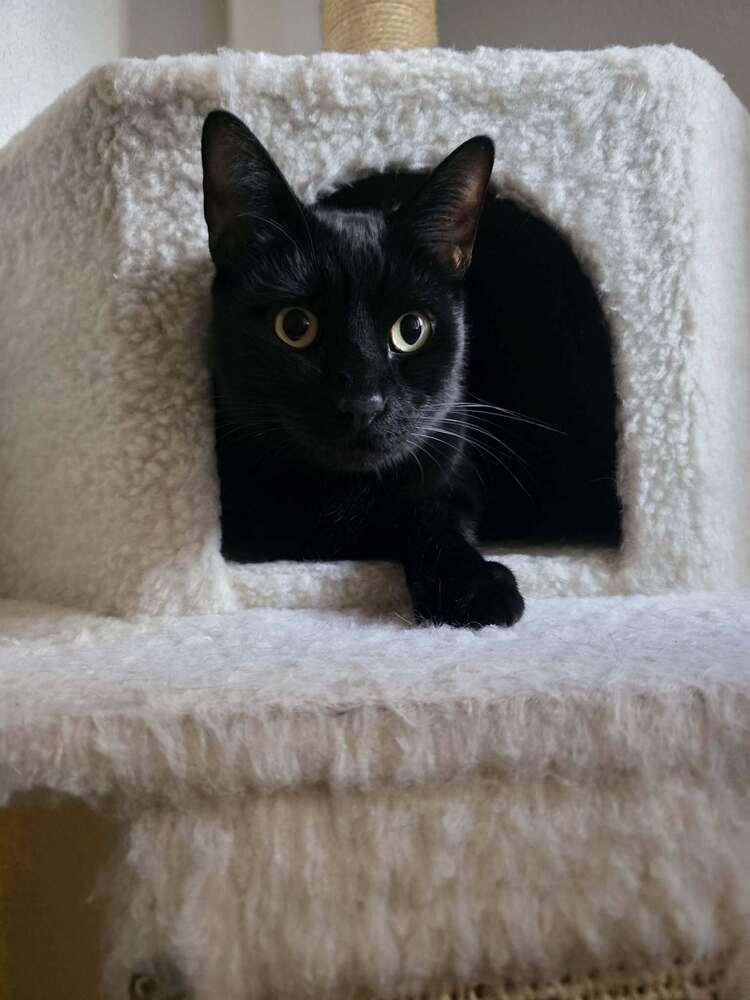 Enlarge Nyx 2, a Adoptable mixed breed in tucson, AZ image 6/6