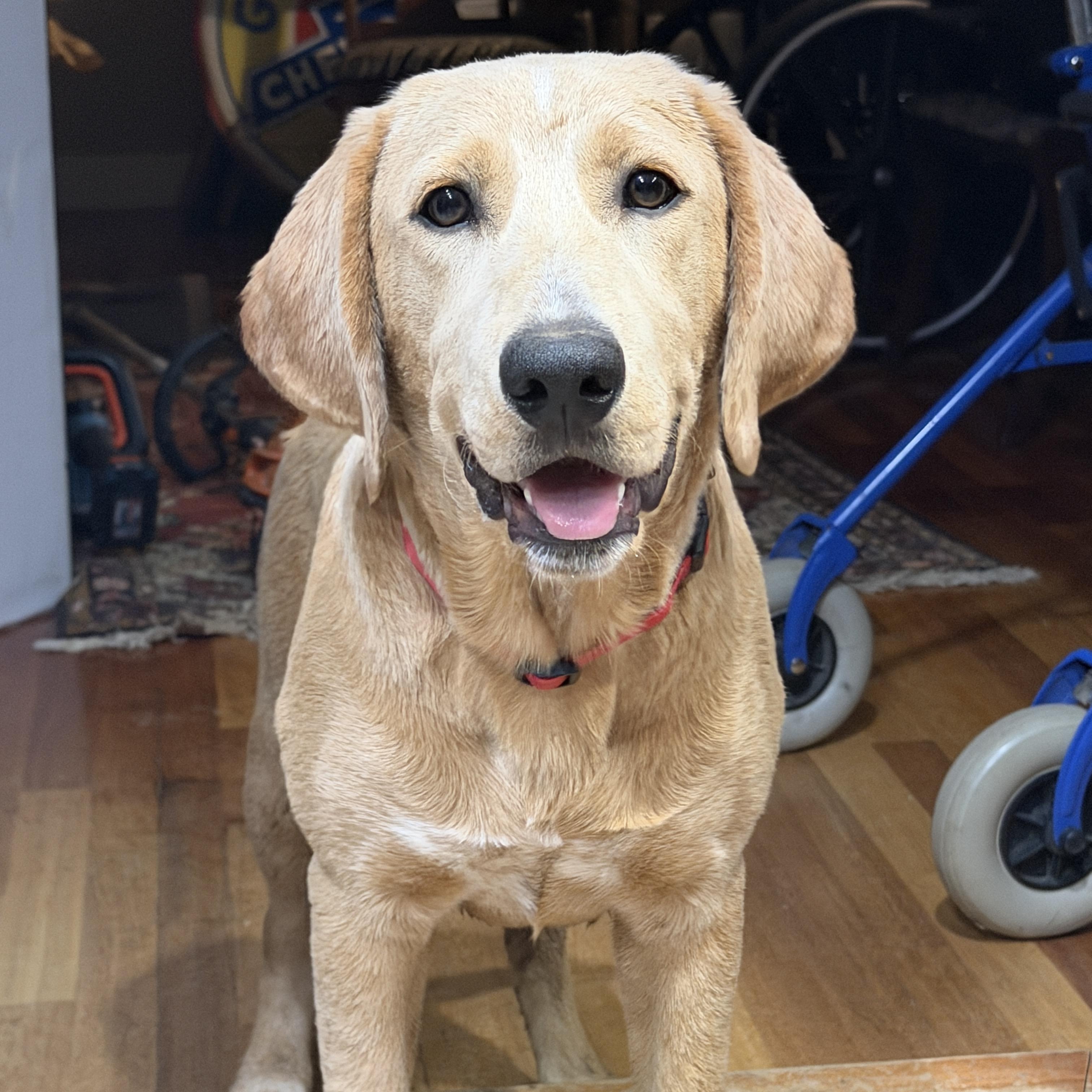 Enlarge Tucker, a Adoptable mixed breed in Sewaren, NJ image 2/6