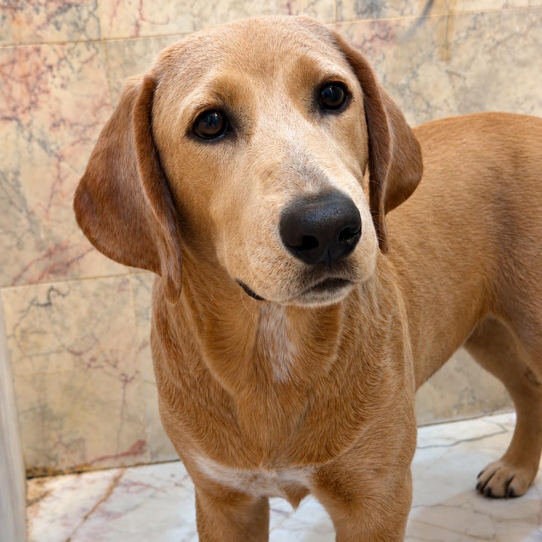 Enlarge Tucker, a Adoptable mixed breed in Sewaren, NJ image 6/6