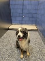 Enlarge Skyler, a Adopted mixed breed in Bentonville, AR image 2/2