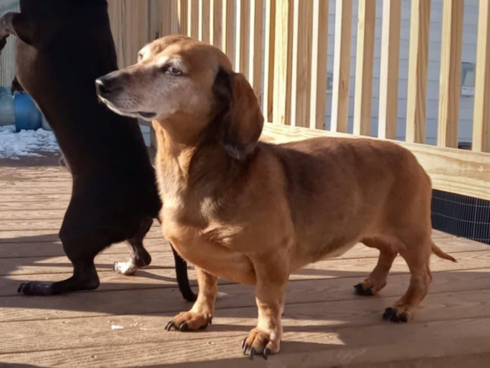 Oskar, Adoptable, Adult Male Dachshund.