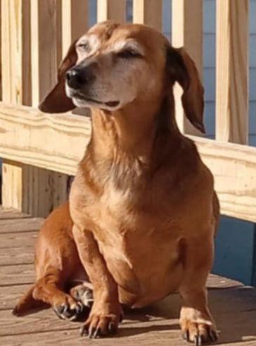Enlarge Oskar, a Adoptable Dachshund in Tappahannock, VA image 2/3