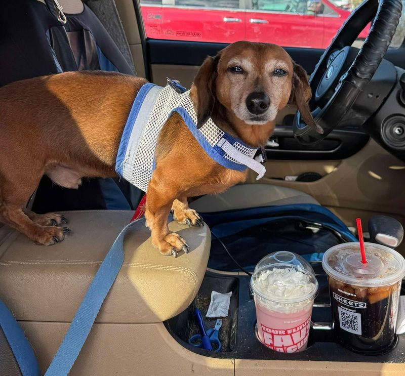 Enlarge Oskar, a Adoptable Dachshund in Tappahannock, VA image 3/3