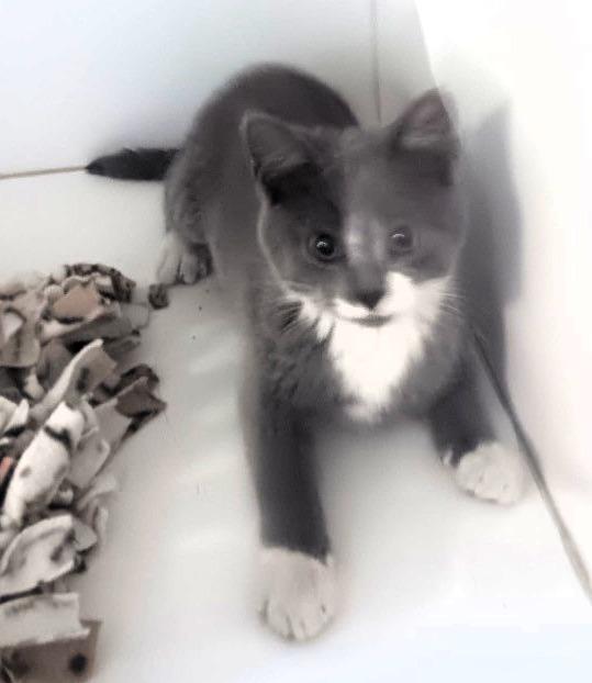 Huey, Adoptable, Young Male Domestic Short Hair.