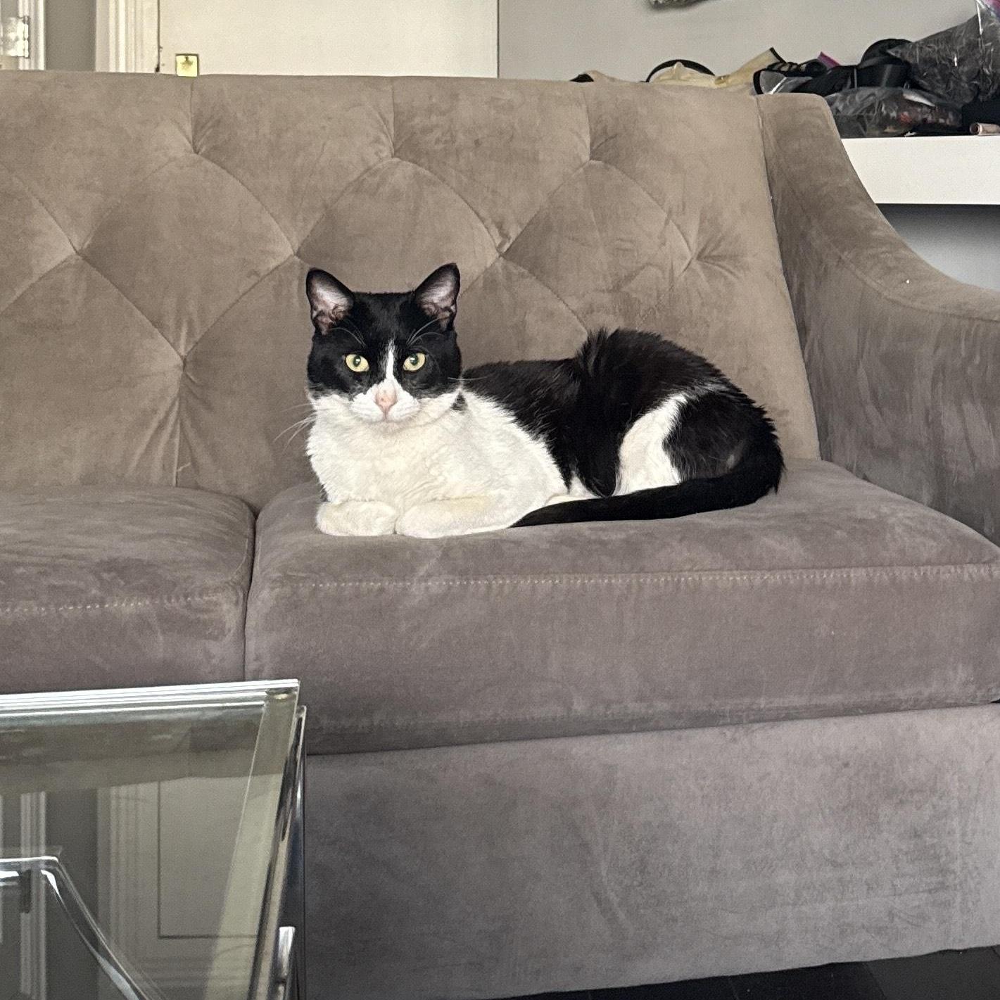 Spot *$100 adoption fee*