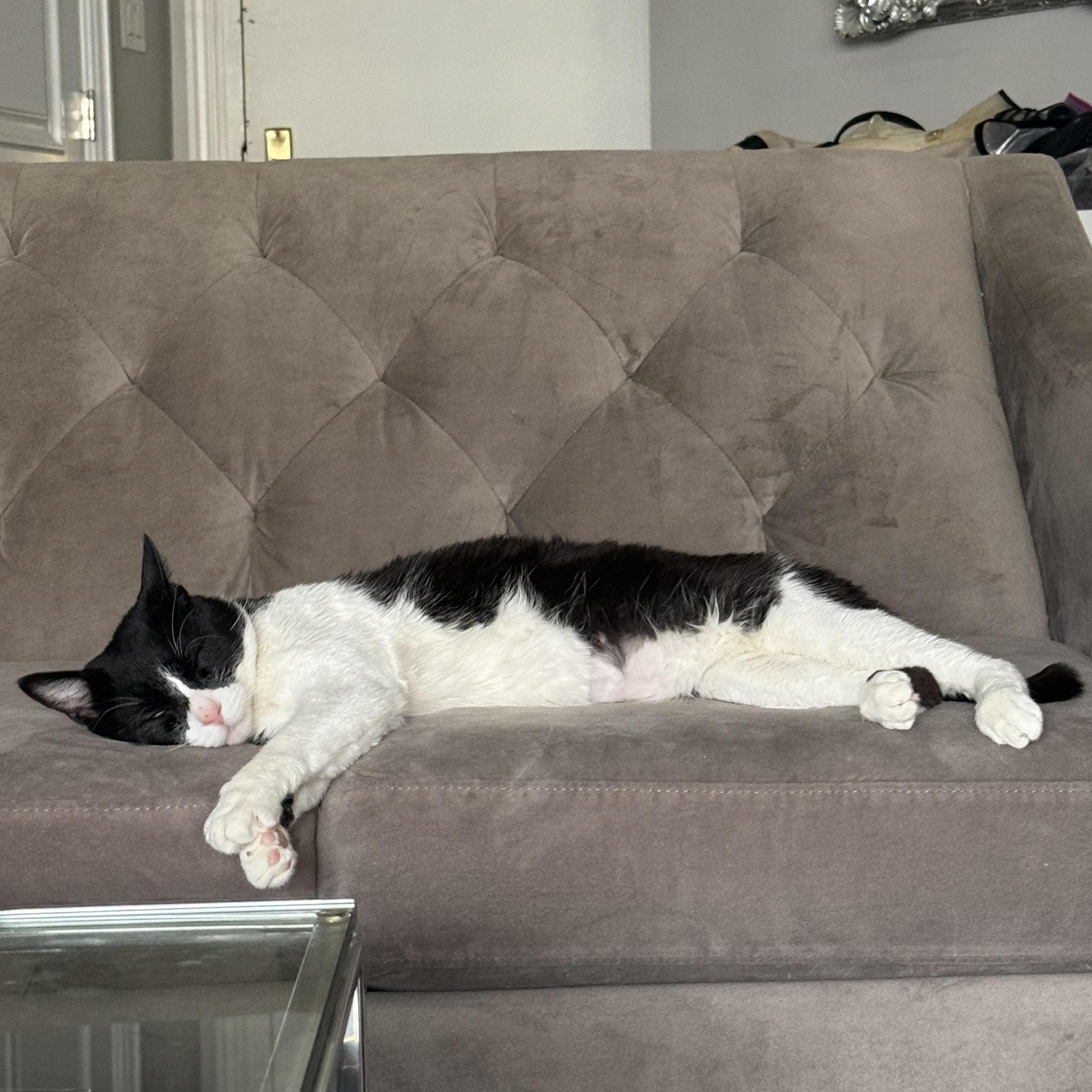 Spot *$100 adoption fee*