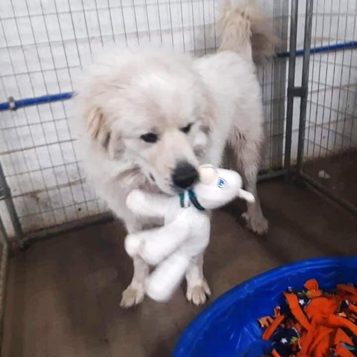 TITUS- Needs a foster/forever home!, a Adoptable mixed breed in Birmingham, MI image 4/6