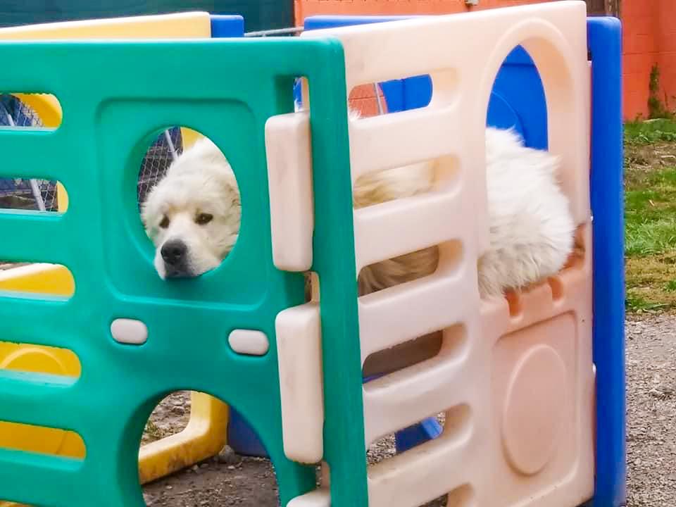 TITUS- Needs a foster/forever home!, an adoptable Great Pyrenees in Birmingham, MI, 48012 | Photo Image 5