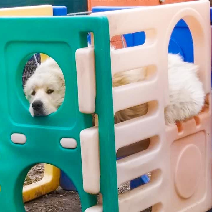 TITUS- Needs a foster/forever home!, a Adoptable mixed breed in Birmingham, MI image 6/6