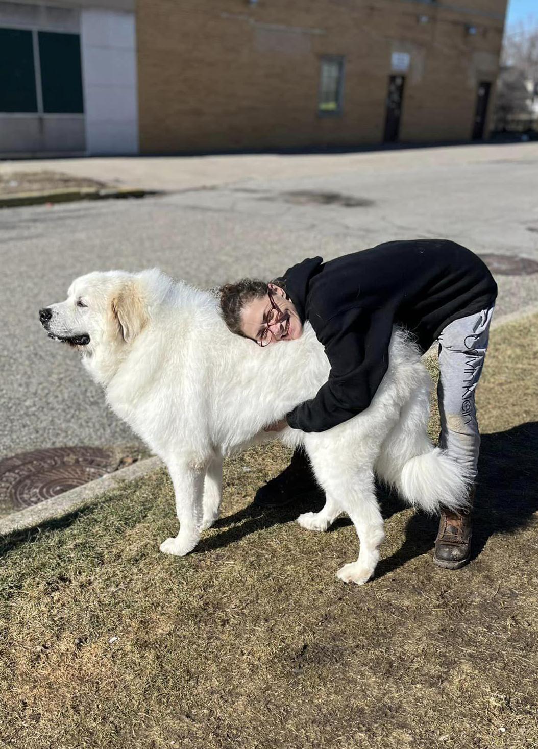 TITUS- Needs a foster/forever home!, an adoptable Great Pyrenees in Birmingham, MI, 48012 | Photo Image 4