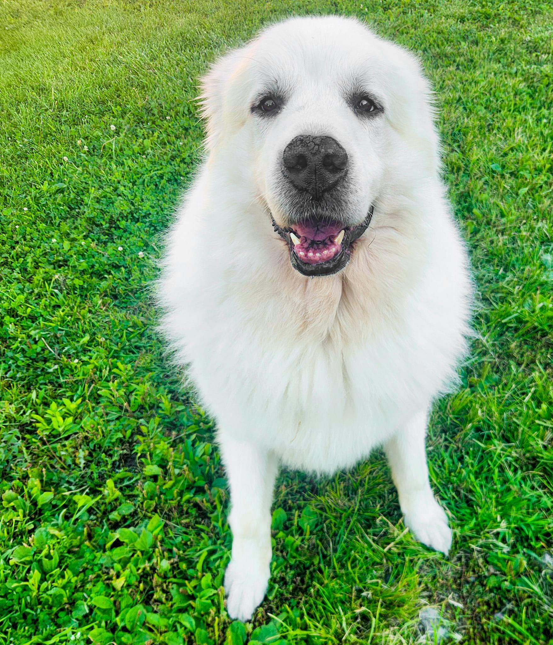 TITUS- Needs a foster/forever home!, an adoptable Great Pyrenees in Birmingham, MI, 48012 | Photo Image 2