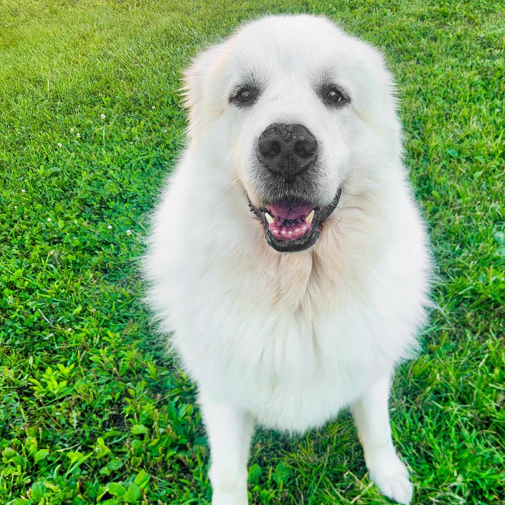 TITUS- Needs a foster/forever home!, a Adoptable mixed breed in Birmingham, MI image 2/6