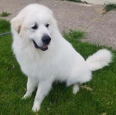 TITUS- Needs a foster/forever home!, Senior Male unknown